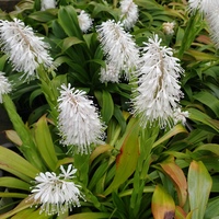 Ypsilandra thibetica